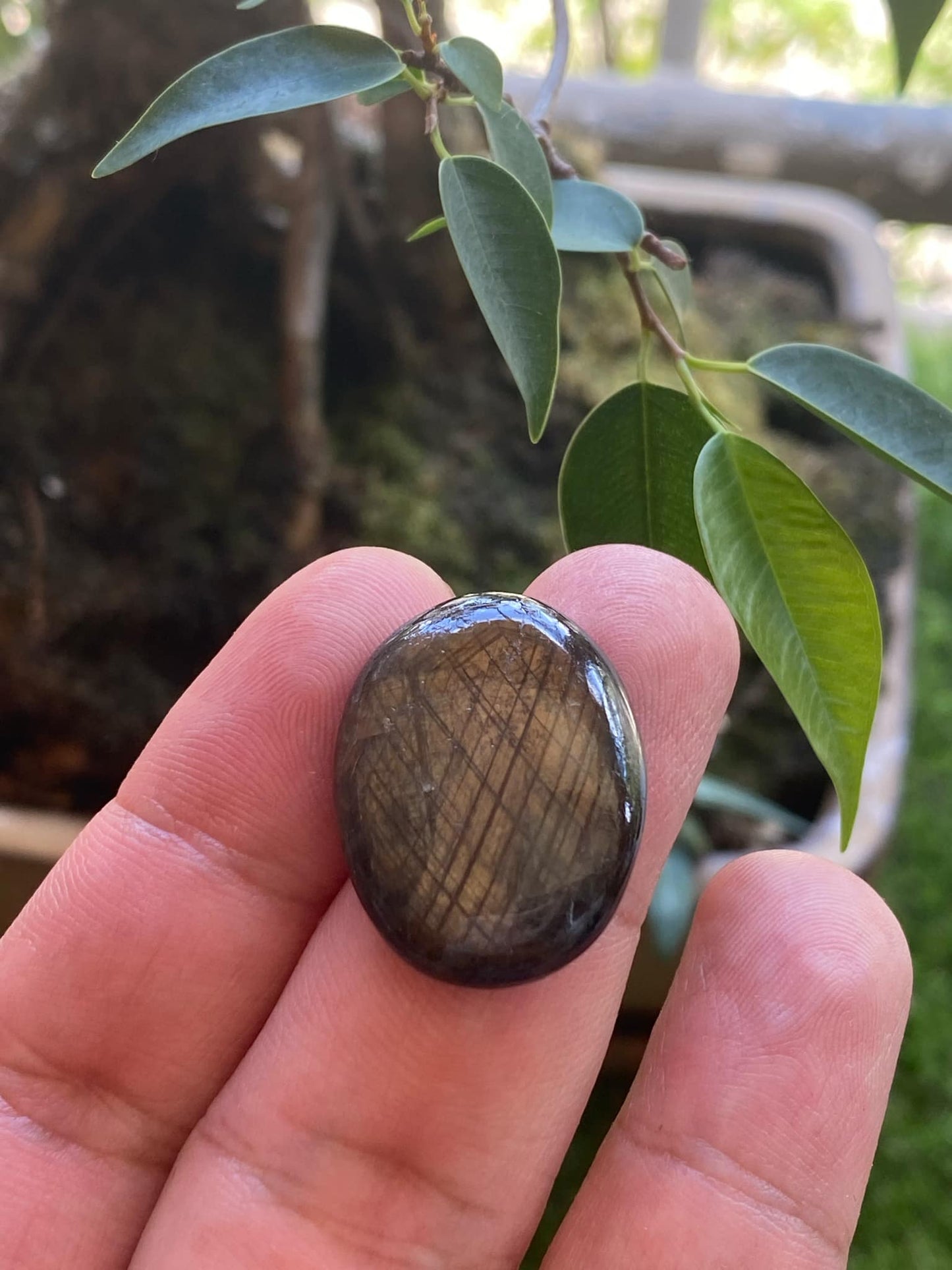 Black Sapphire with Golden Cat Eye 50 carat