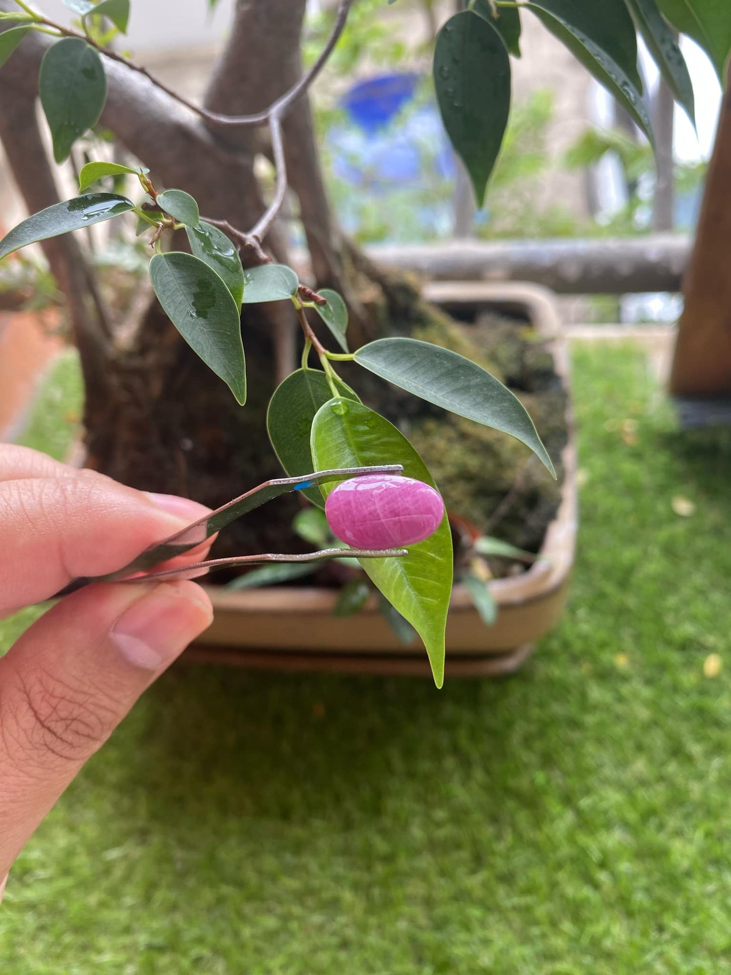 Pink Ruby 6.75 Carat