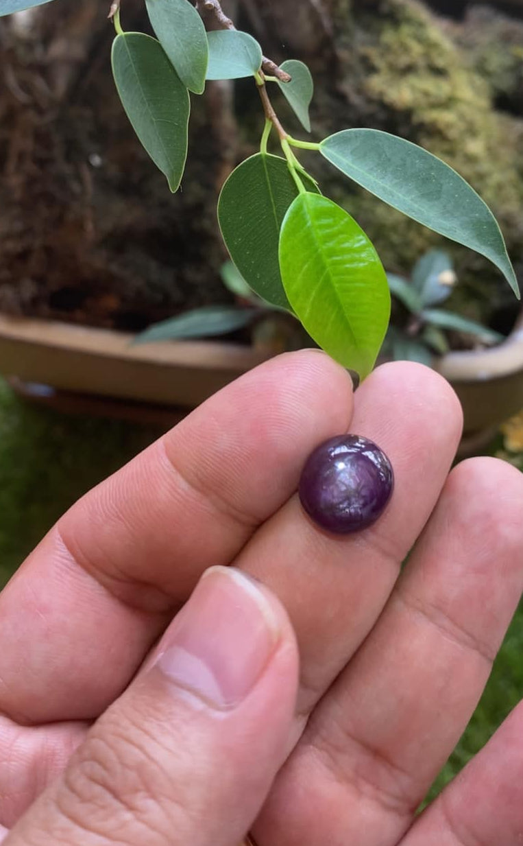 Dark Purple Cat Eye 14.45 Carat