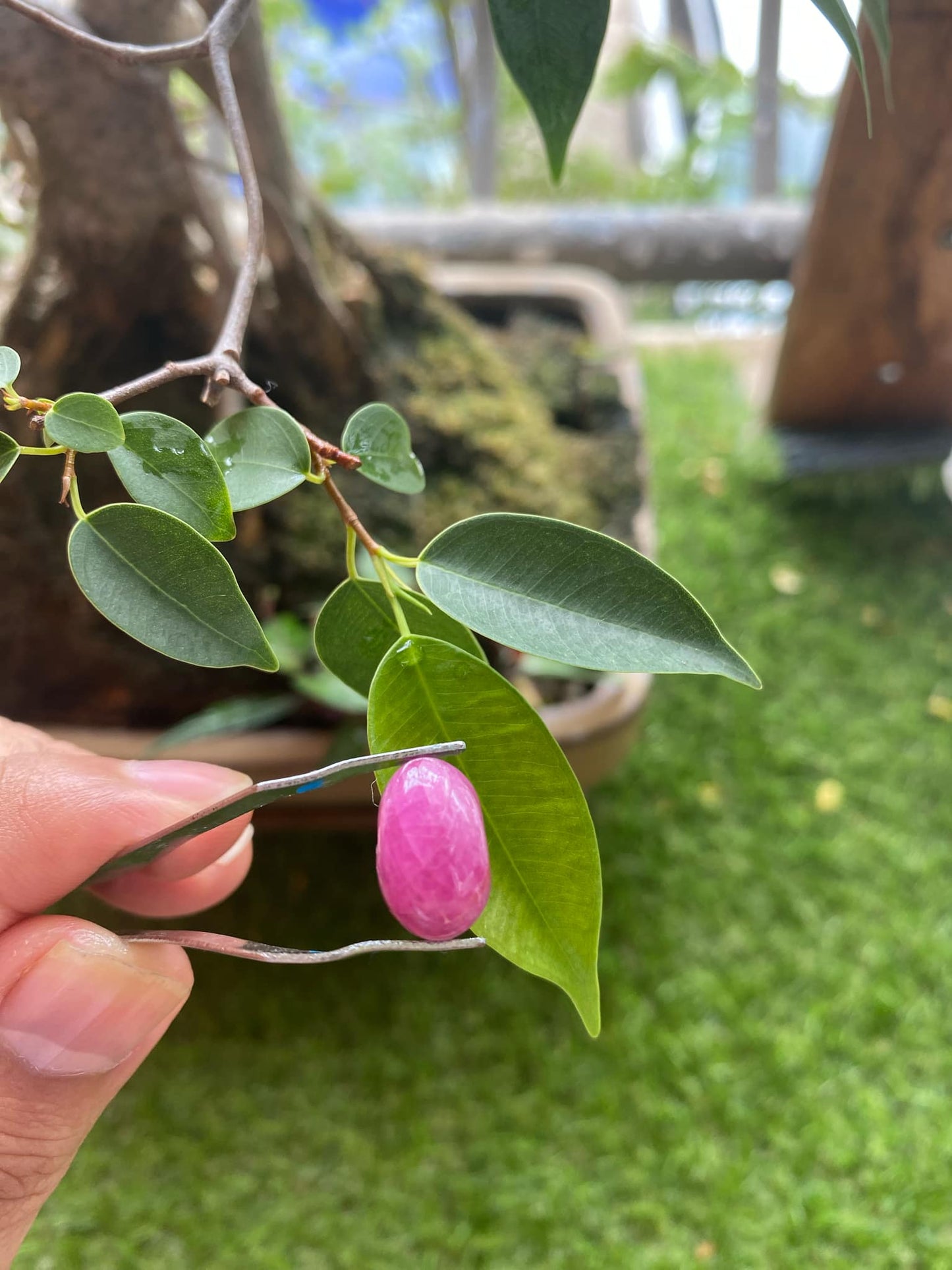 Pink Ruby 11.6 Carat