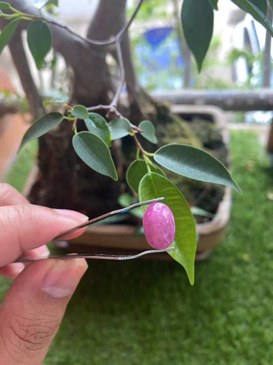 Pink Ruby 8 Carat